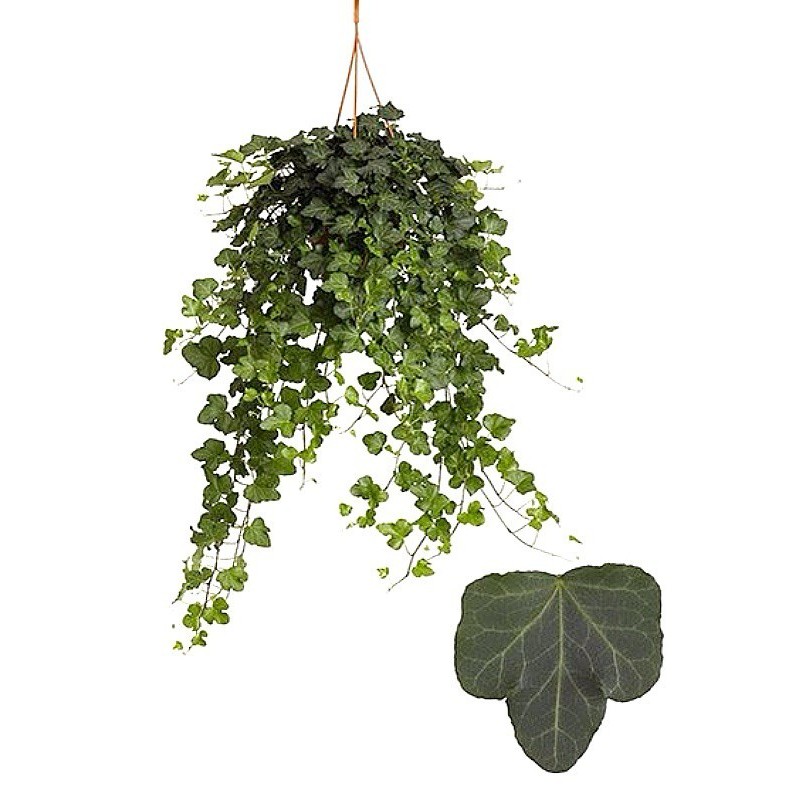 English Ivy Symbolism, Traditions, and Mythology