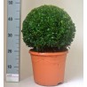 BOSSO BUXUS SEMPERVIRENS - pianta generica