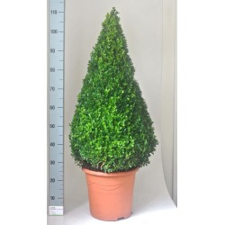 BOSSO BUXUS SEMPERVIRENS - pianta generica