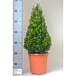 BOSSO BUXUS SEMPERVIRENS - pianta generica