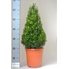 BOSSO BUXUS SEMPERVIRENS - pianta generica