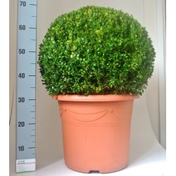 BOSSO BUXUS SEMPERVIRENS - pianta generica