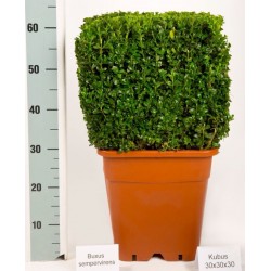 BOSSO BUXUS SEMPERVIRENS - pianta generica