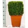 BOSSO BUXUS SEMPERVIRENS - pianta generica