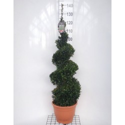 BOSSO BUXUS SEMPERVIRENS - pianta generica