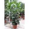 FICUS LYRATA - plant generic