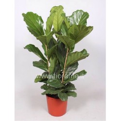 FICUS LYRATA - plant generic