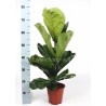 FICUS LYRATA - plant generic