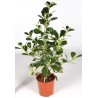 CLUSIA ROSEA GOLD RUSH - the plant generic