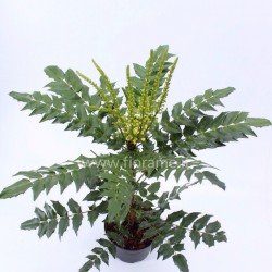MAHONIA JAPONICA-plant generic