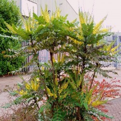 MAHONIA JAPONICA-plant generic