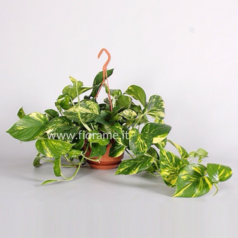 Epipremnum Pinnatum Aurea [ID #10460508] – Zen Botanicals & Gift Shop