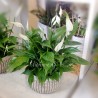 SPATHIPHYLLUM-pianta