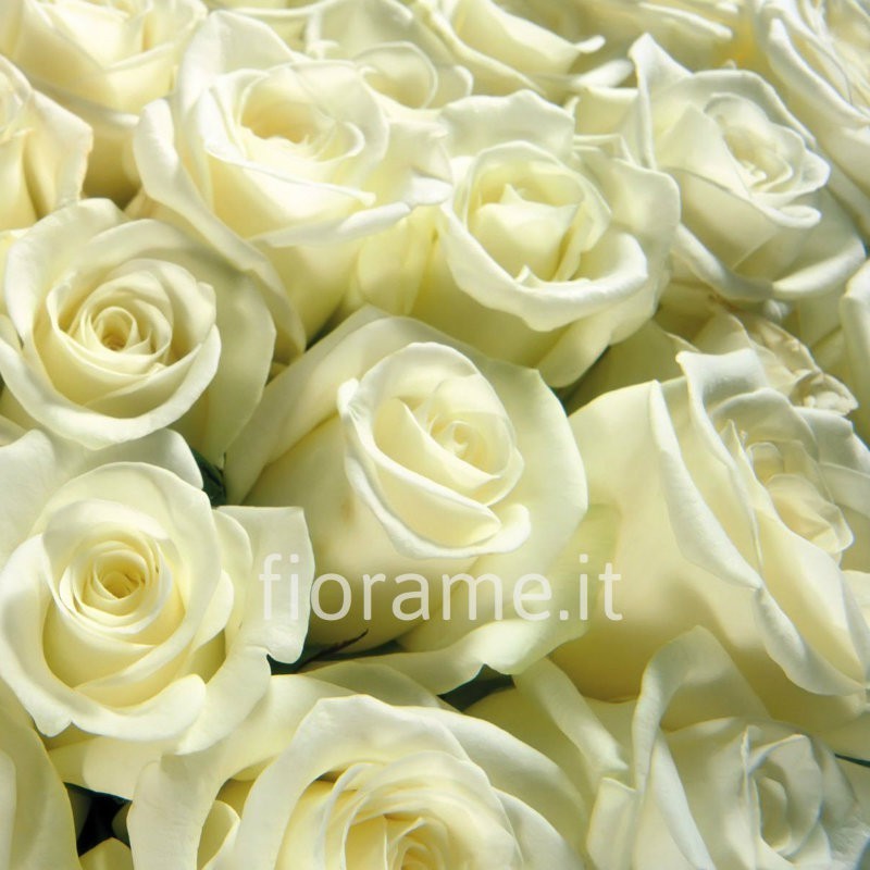 ROSES WHITE MEDIUM IN NUMBER