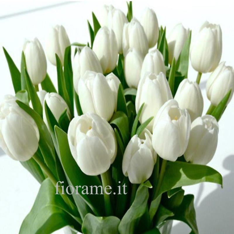 TULIPS WHITE IN NUMBER