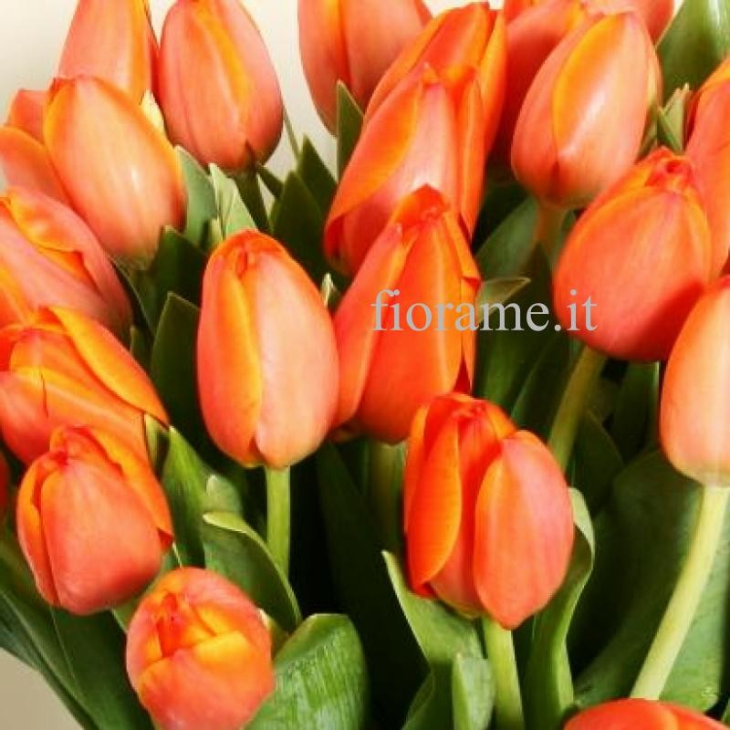 TULIPS ORANGE IN NUMBER