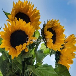 SUNFLOWER - the meaning