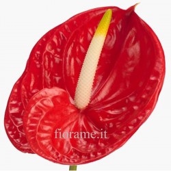 ANTHURIUM RED IN NUMBER