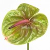 ANTHURIUM GREEN IN NUMBER