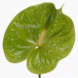 ANTHURIUM GREEN IN NUMBER