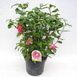 CAMELLIA JAPONICA - plant generic