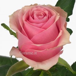 ROSES PINK MEDIUM IN NUMBER