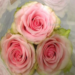 ROSES PINK MEDIUM IN NUMBER