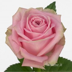 ROSES PINK MEDIUM IN NUMBER