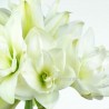 AMARYLLIS WHITE IN NUMBER