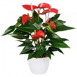 ANTHURIUM ROSSO V14