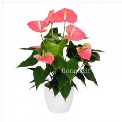 ANTHURIUM PINK V14