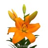 LILIUM ORANGE IN NUMBER