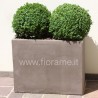 BOSSO BUXUS SEMPERVIRENS - pianta generica