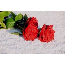YOU CHOOSE HOW MANY RED ROSES "RED NAOMI"