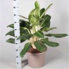 AGLAONEMA KING OF SIAM - plant generic