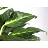 AGLAONEMA KING OF SIAM - pianta generica