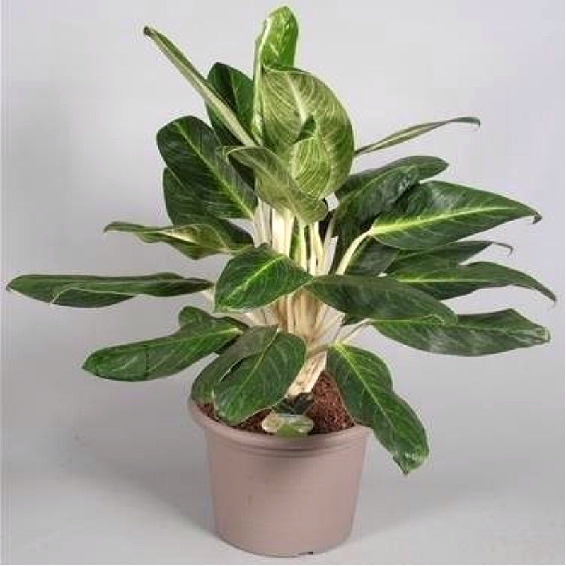 AGLAONEMA KING OF SIAM - plant generic